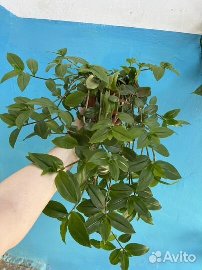 Комнатные цветы