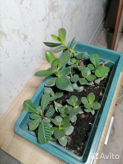 Живые комнатные растения