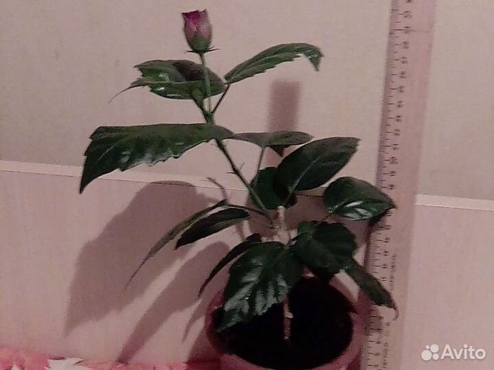 Декоративный,но живой цветок.Роза
