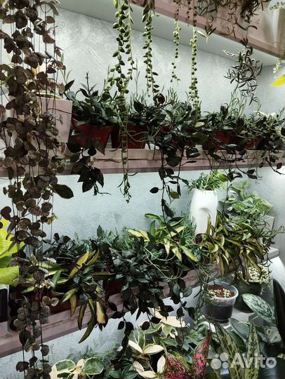 Хойя блек ливз,кримсон квин,вайетти,сансевьерия