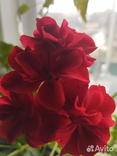 Пеларгония герань