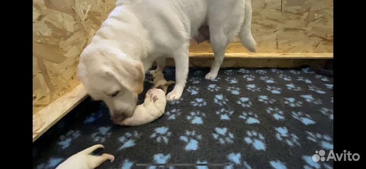 Загон, Вольер для щенков, собак