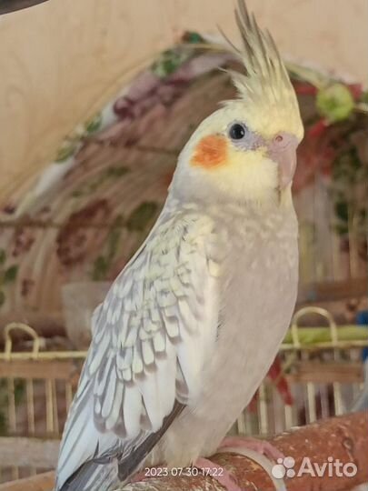 Попугай корелла птенец, есть мальчики и девочки