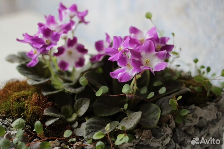 Альпийская фиалка