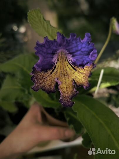 Стрептокарпус Махаон