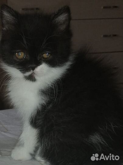 Персидские котята