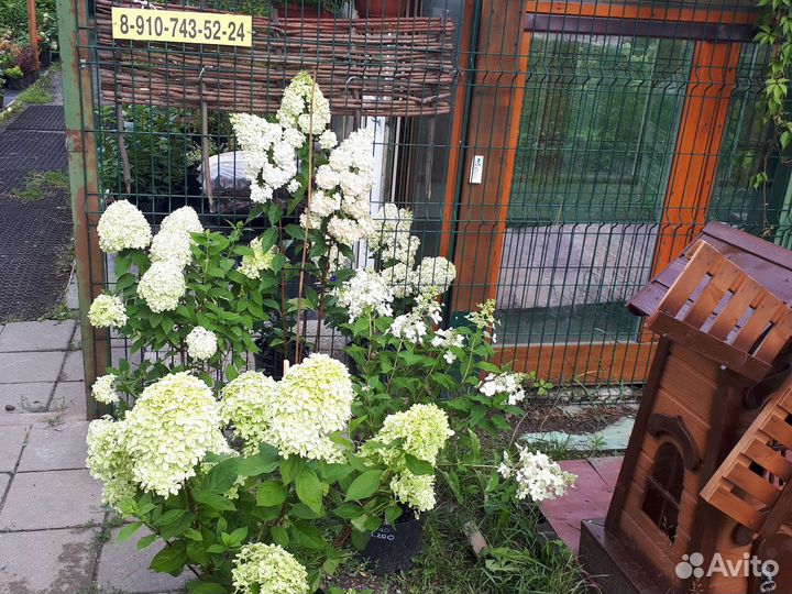 Гортензии метельчатые