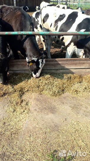 Искусственное осеменение коров