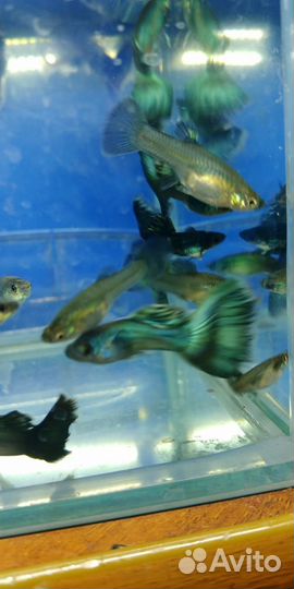 Гуппи синий