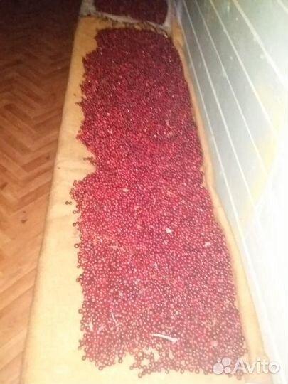 Продам бруснику