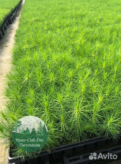 Сосна зкс окс сеянцы Ель Лиственница Голуб Горная