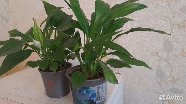 Спатифиллум карликовый