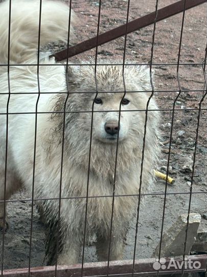 Компрессор (фен) для сушки собак и кошек в аренду