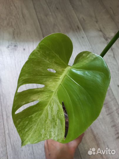 Monstera Deliciosa Ocean Mint