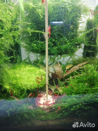 Продам креветок