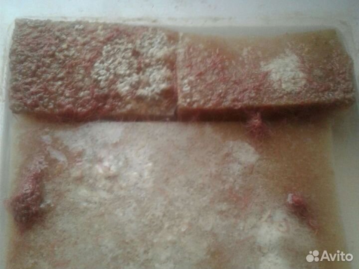 Трубочник изя