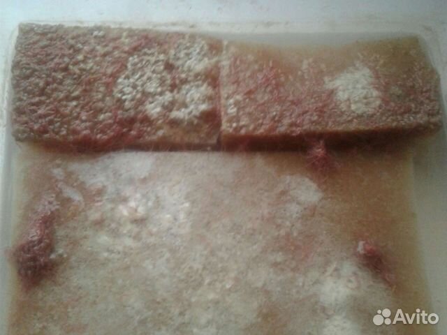 Трубочник изя