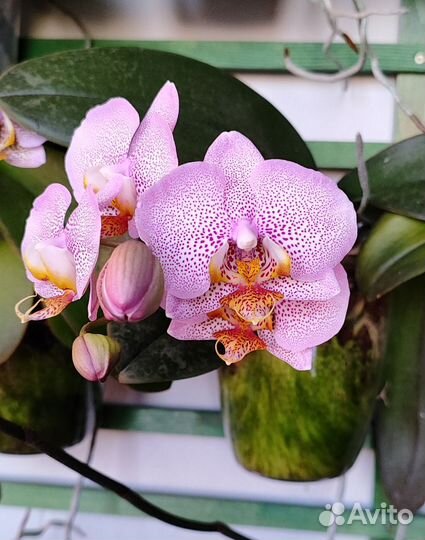 Орхидея, фаленопсис