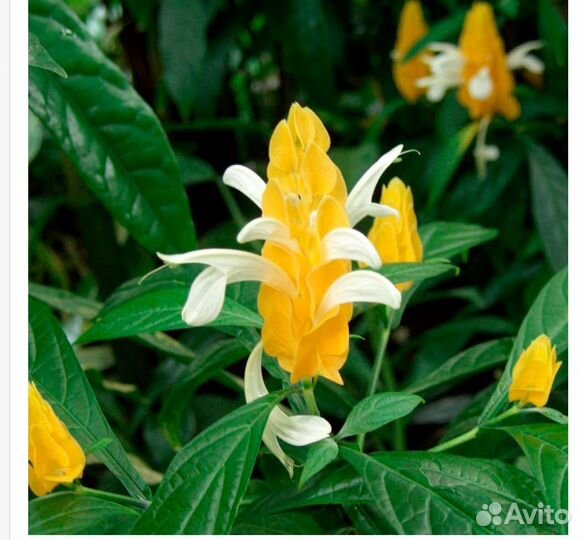 Пахистахис