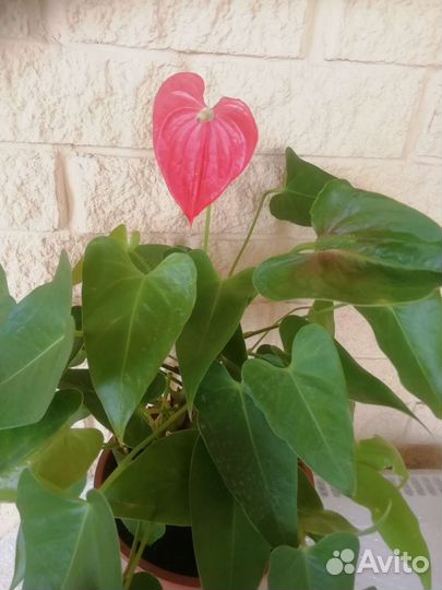 Комнатные цветы антуриум
