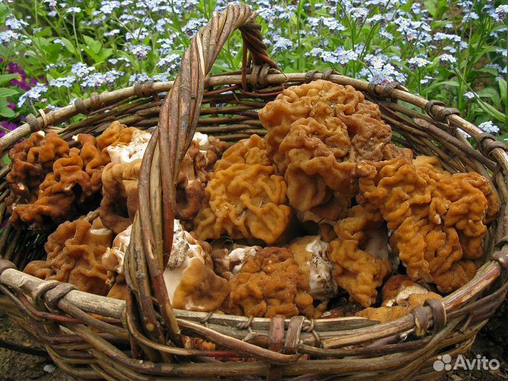 Грибы строчки свежие