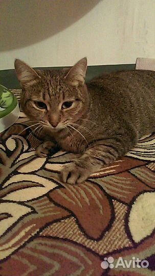 Кошечка Сара