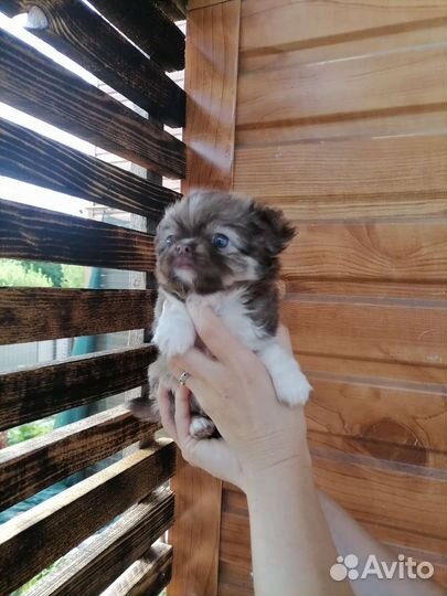 Мальчик чихуахуа(длинношерстный)