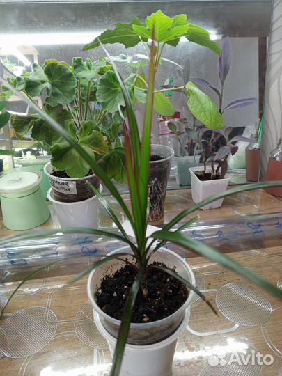 Молочай, фикус, драцена, шефлера