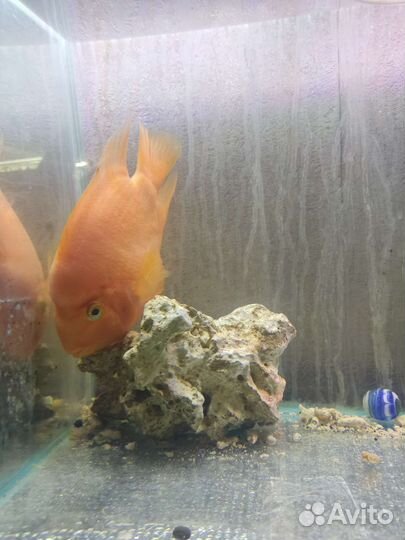 Попугай красный рыбка