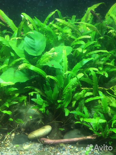 Аквариумные растения