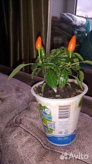 Декоративный горький перчик