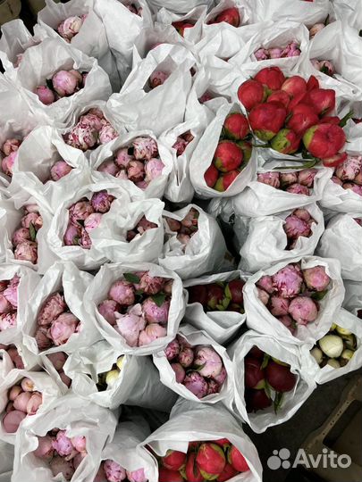 Пионы оптом Цветы оптом