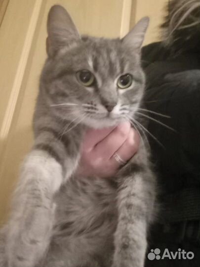 Маргоше нужен дом