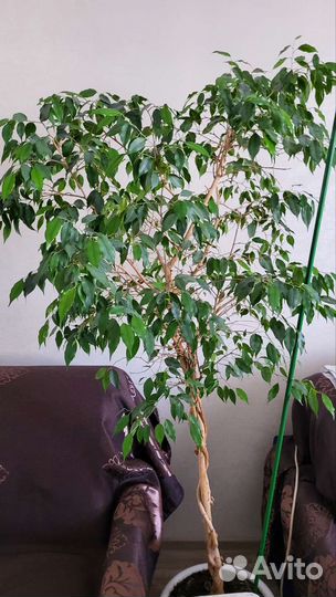 Фикус бенджамина разных сортов