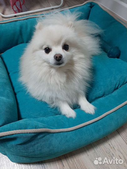 Домашняя передержка собак