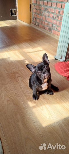 Щенки французского бульдога