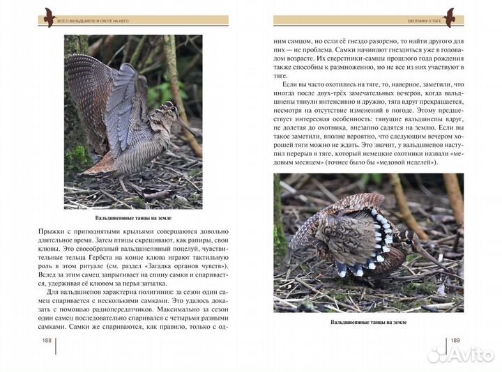 Всё о вальдшнепе и охоте на него