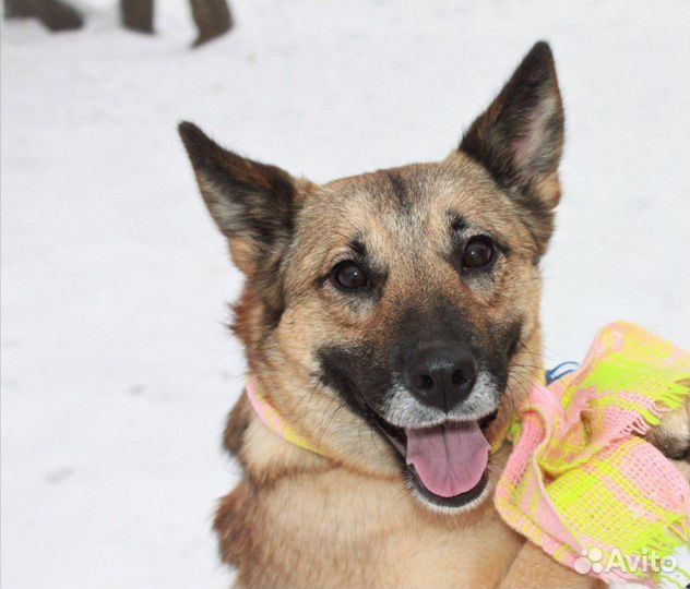 Собака в добрые руки, Ларочка