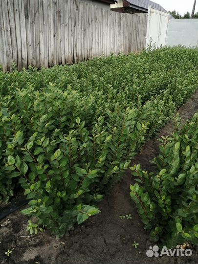 Кизильник блестящий