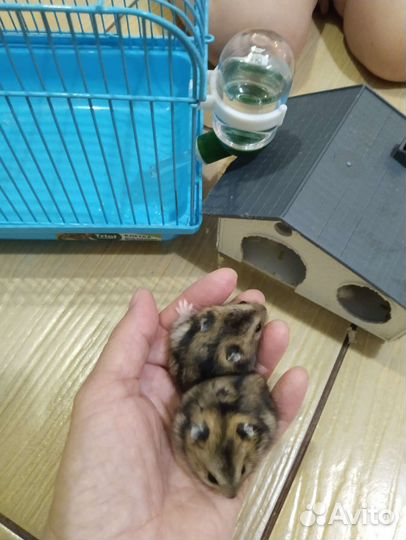 Джунгарский хомяк
