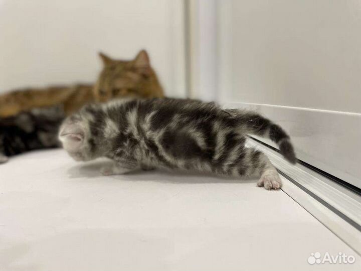 Британские котята малыши