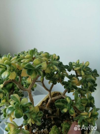 Суккулент Эониум Линдлея