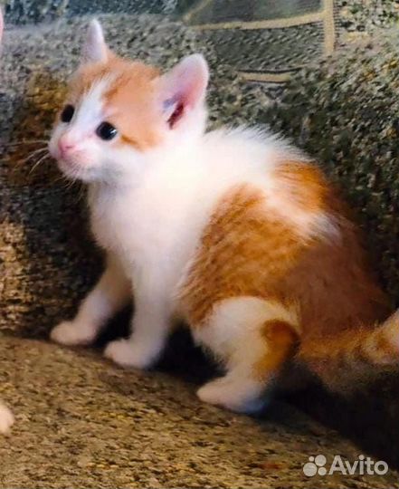 Котёнок девочка в добрые руки