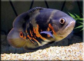 Астронотус