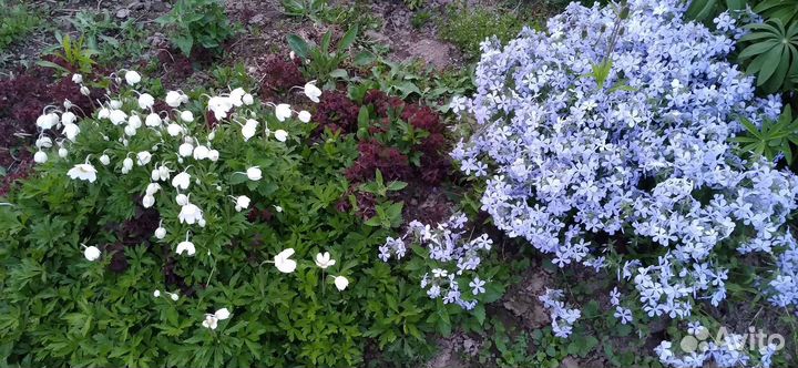 Многолетние садовые цветы