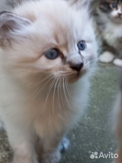 2 кота и кошечка