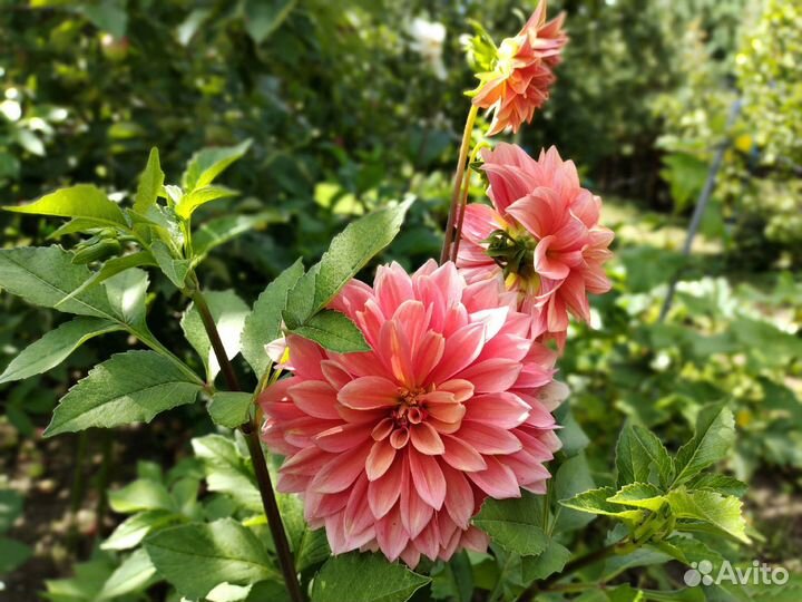 Георгины клубни