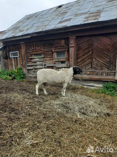 Овцы бараны