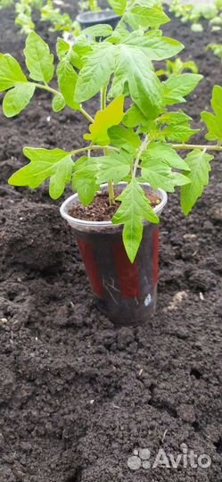 Помидор рассада