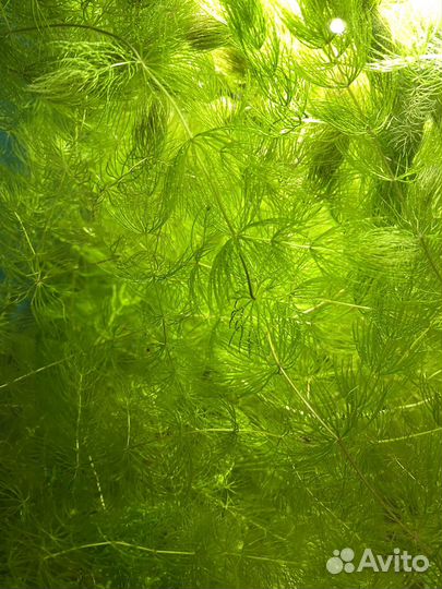 Роголистник и ряска большая банка